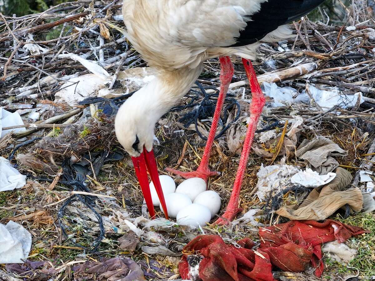 Konya’da doğanın en zarif nöbeti! Leylekler Vadisi’nde kuluçka heyecanı 9